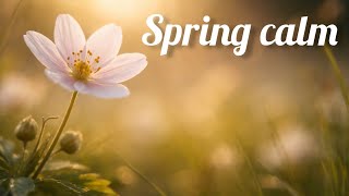Bunga Musim Semi yang Damai 🌸 Alam yang Menenangkan & Cahaya Pagi yang Lembut (30 Menit) screenshot 4
