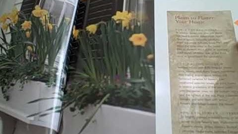 Window Boxes Indoors & Out