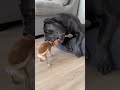 When Patience Runs Out . #dog #foryouシ #petlovers #fypシ #shiba #funnyvideos #funnyanimals #funny