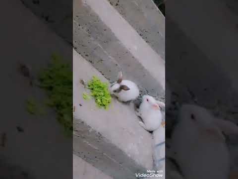 قال الأرنب لأمه اسمحيلي روح العب ماما