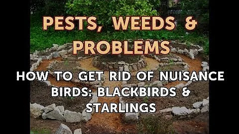 How to Get Rid of Nuisance Birds: Blackbirds & Starlings