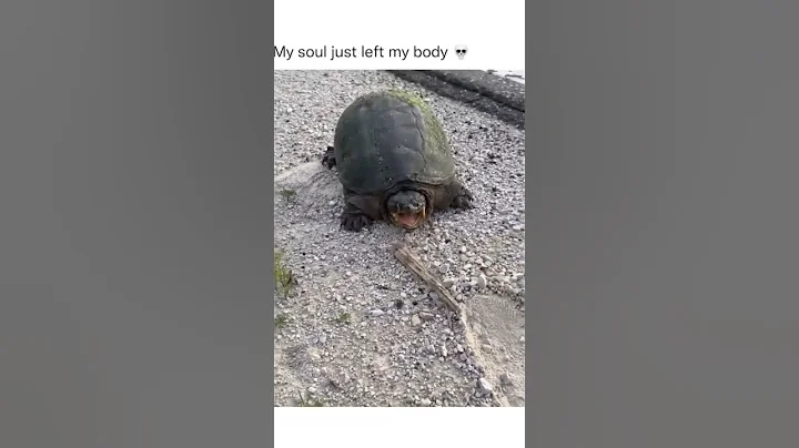 Jump scare of the year #Shorts #Turtles #Animals