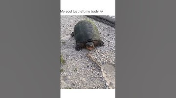 Thumbnail of Jump scare of the year #Shorts #Turtles #Animals