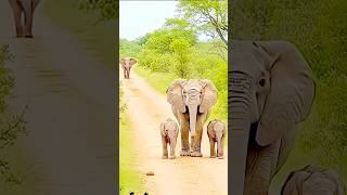 Elephant kaise karta hai