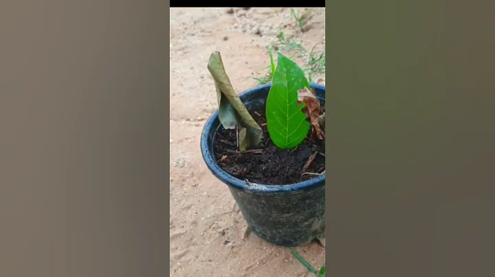 best grafting sugar apple from leaves#shorts - DayDayNews