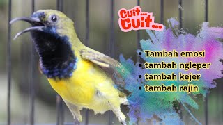 SUARA SOGON GACOR UNTUK PANCINGAN SOGON TROTOL BUNYI SEMAKIN RAJIN part 93