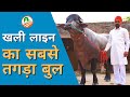 7 लाख कीमत का जबरदस्त बुल👍inder Murrah Bull at Gurtyan Rachheri Dairy Farm | Farming Leader