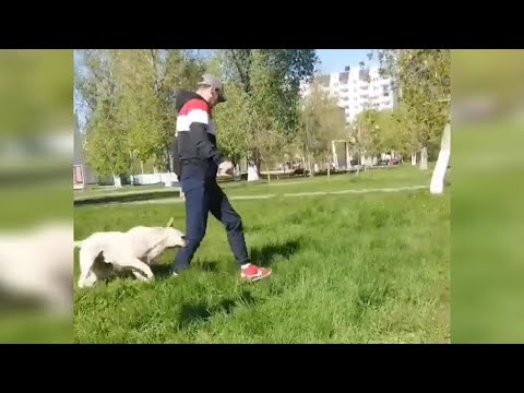 Очевидец: в Энгельсе агрессивные собаки нападают на прохожих