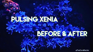Pulsing Xenia Growth! Before and After!