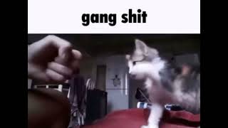 gang shit cat