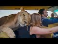 The incredible lioness loves to ride a car