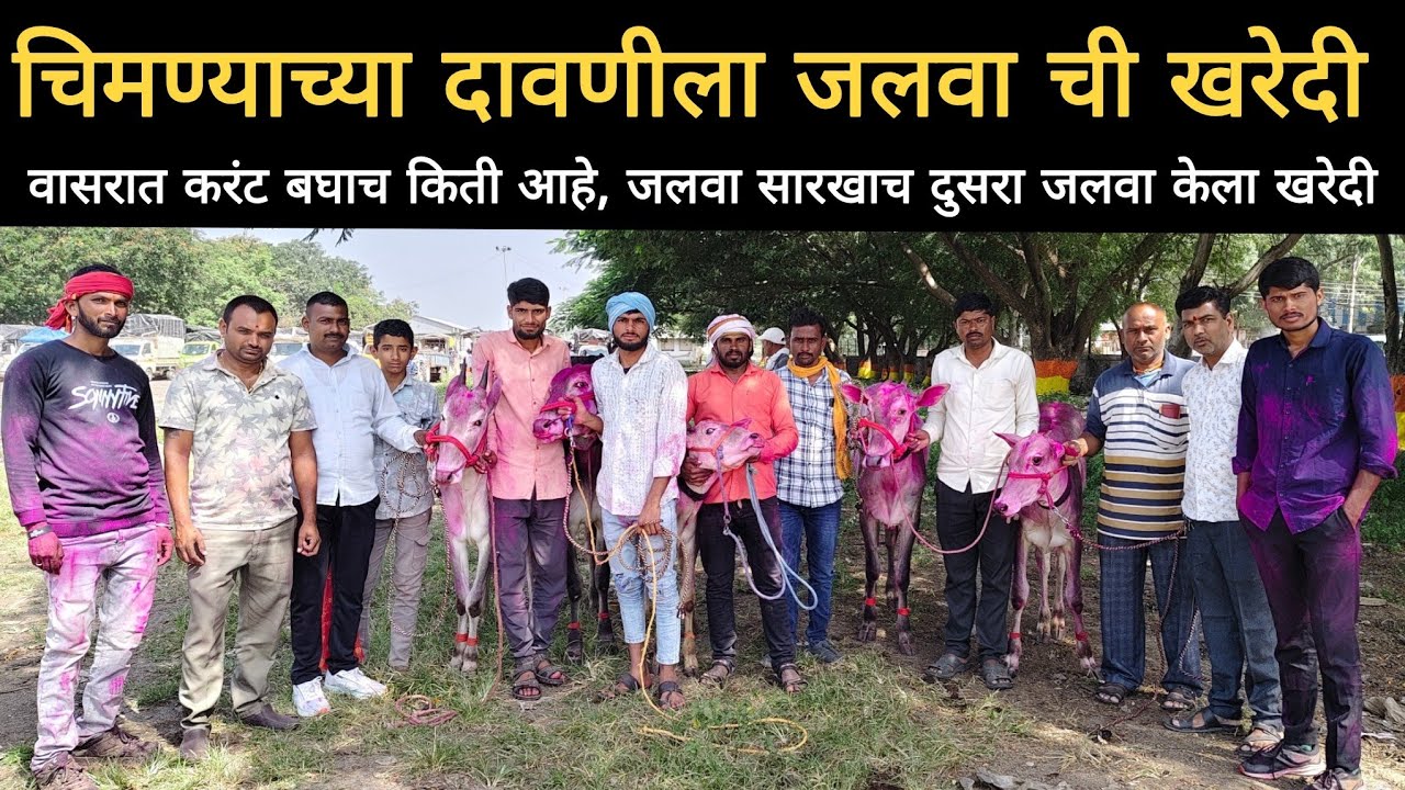 चिमण्याच्या दावणीला जलवा ची खरेदी | 