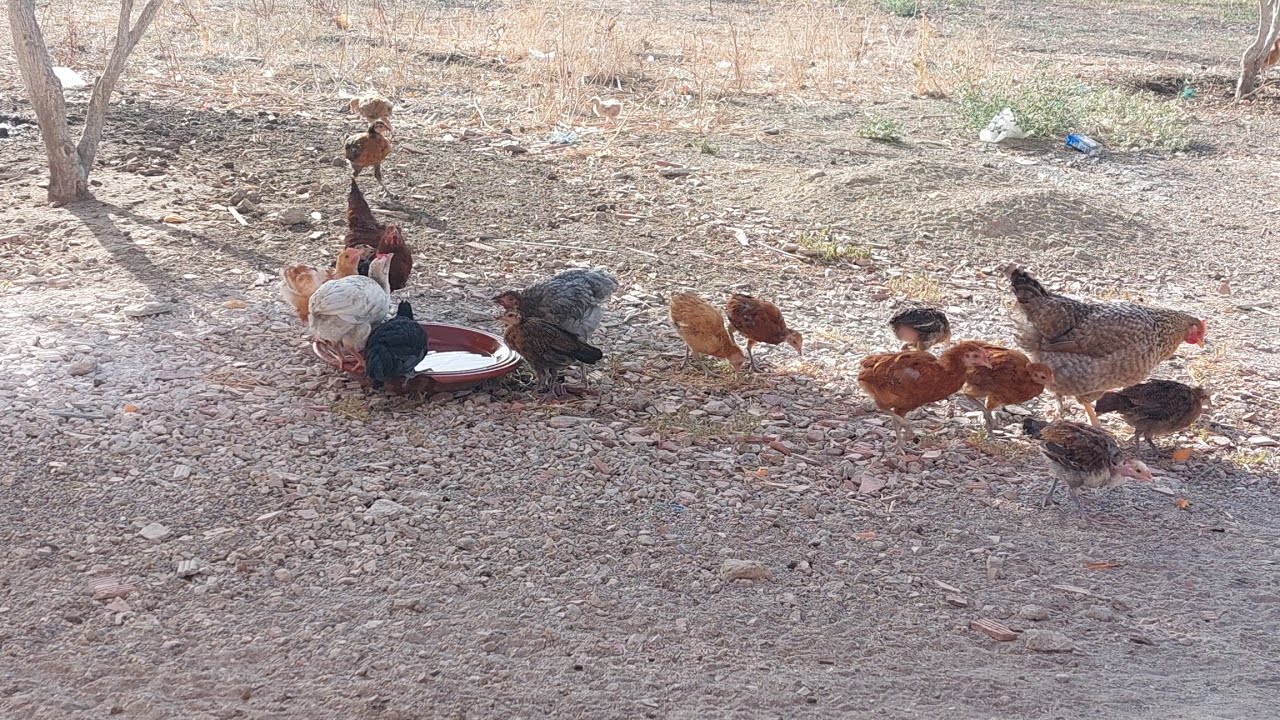 هل إطعام الدجاج بالخبز نافع ام ضار؟  ما هي الطريقة السليمة لاطعامهم بالخبز؟