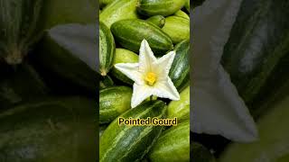 Pointed Gourd #vegetables