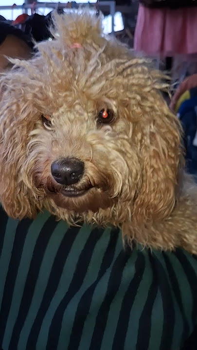 AHOI DAN HI#😍🐕😘