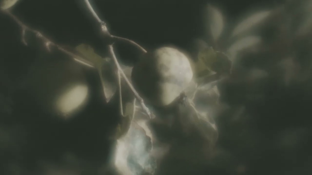 37 TUNES 3.08 w/ Shadowax TEASER