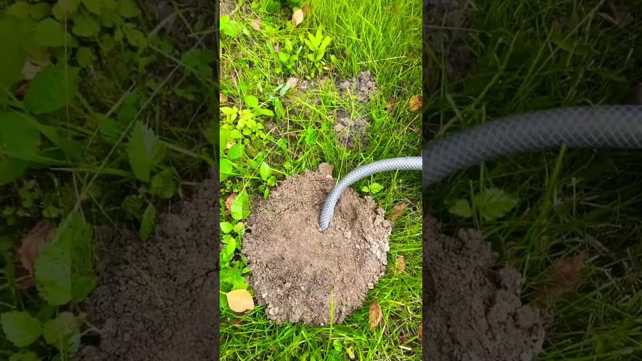 Как избавиться от крота на дачном участке