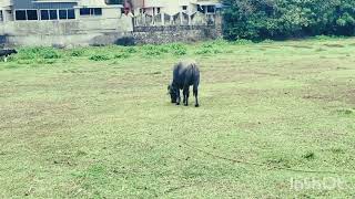 buffalo attack video #shots #buffaloshorts by Vishvasichalum illenkilum 28 views 1 month ago 14 seconds