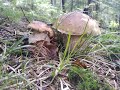 grzyby borowiki, ogromne ilości 28.07.2020. Белый гриб mushrooms