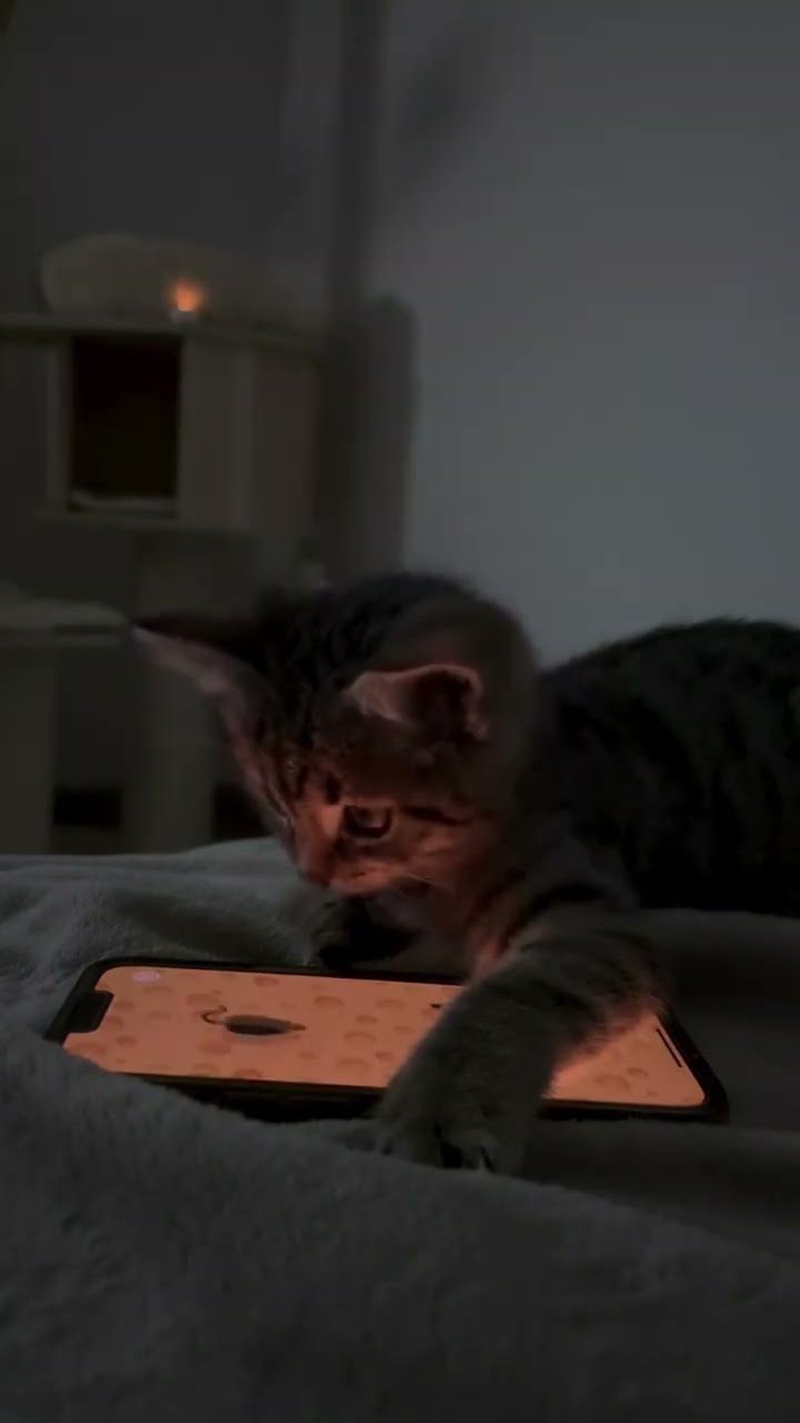 Bébé chaton très mignon ♥️ ♥️ ♥️