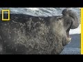 Elephant Seal on the Loose | Do or Die