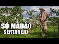Só Modão Top Sertanejo Brasil 2020 -  Top Seleção Modão Sertanejo   Sertanejo Caipira