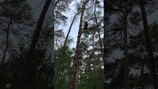 IMG 3009