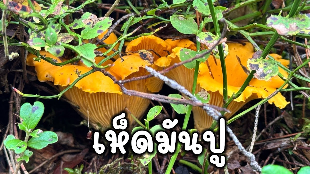 Ep.1  เก็บเห็ดมันปู ขายเมืองนอก 2/9/25