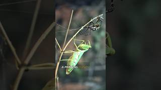 The Deadliest Love Story in Nature #PrayingMantis #Nature #Wildlife #Insects #naturesphere360