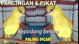 Kepodang betina memanggil jantan AMPUH buat PIKAT dan PANCINGAN