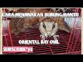 Cara menjinakan dan merawat burung hantu Oriental Bay Owl