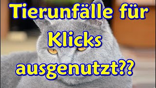 Warum Zeigen Wir Wildunfälle? - Erklärung Zu Vorwürfen