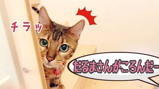 猫達と『だるまさんが転んだ』やってみた