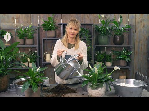 Video: Spathiphyllum: kućna njega. Spathiphyllum (ženska sreća): transplantacija