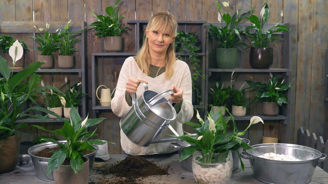 Škola vrtlarstva - spathiphyllum ili jedarce