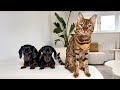 Mini Dachshunds &amp; Bengal Cat together.