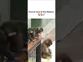 Punch-kun and the Babies #shortsyoutube #shortvideo #shortsvideo #short #shorts #shortsfeed #viral