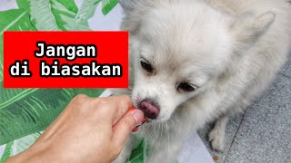 Anjing Suka Menggigit ? Kenali Penyebab dan Cara Mengatasi nya