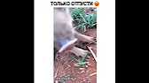 Простой Чувак