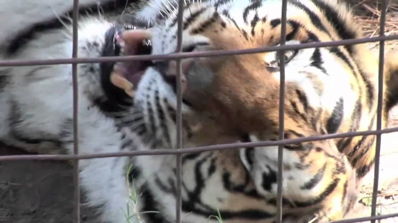 rescue dogs rock nyc Funny Tiger Yawn :)