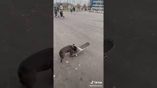 #Бароша #Барон #Frenchbulldog #Скейт #Французскийбульдог #Skater #Happy #Смешныеживотные