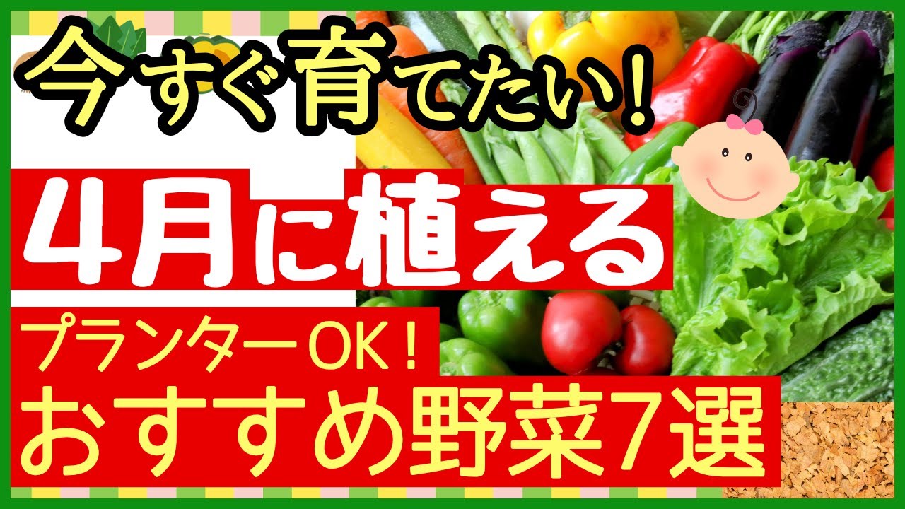 【2025年】初心者でも簡単で育てやすい！4月に植えるオススメ野菜7選～プランターOK・家庭菜園～