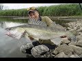 Kampf auf der Buhne! Wie auf Große Zander aus dem Fluss?! - [ZANDERANGELN im FLUSS]