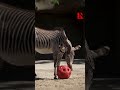 Brookfield Zoo Animals Show Off Soccer Skills Ahead Of World Cup