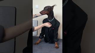 amazing skills funny dog make smile  everyone day#funny #comedy #viral #fails #funny #dogs