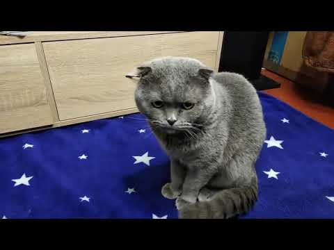 suara-kucing-kawin-meow-meow!-bikin-kalian-ngakak-terbahak-bahak