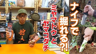 「掘れる」ナイフ くくりわな猟などにおススメ 富田刃物さんのミヤマトウとヤマコダチ