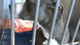 Natasha is still here by Pinellas County Animal Services 1,283 views 8 years ago 1 minute, 55 seconds