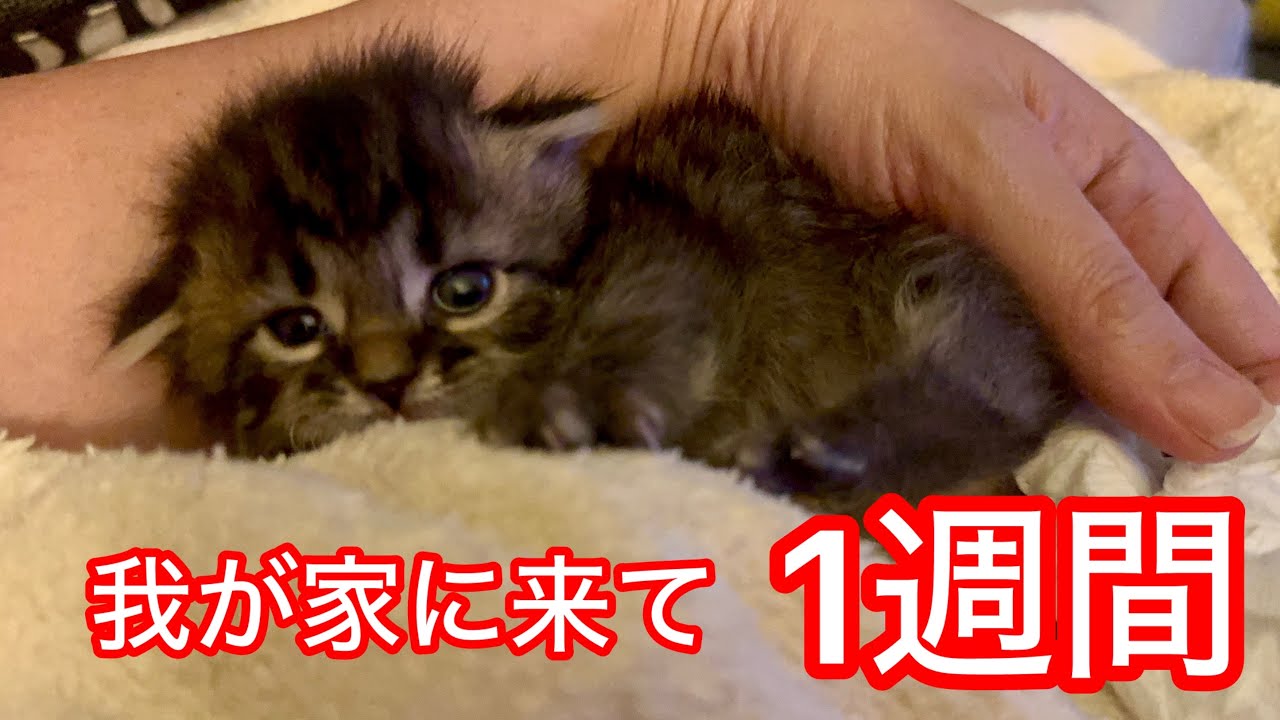生後2週間サバンナキャット♡初めてお花見たよ♡子猫たまごちゃん