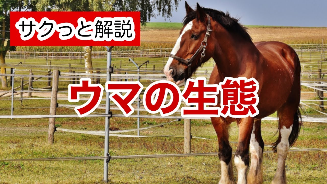ウマの生態【サクっと解説】